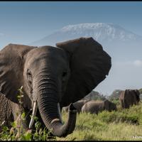 100 - Amboseli, Kenya, 2020