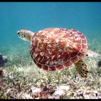 17 - Belize, 2008