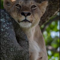 22 - Masai Mara, Kenya, 2020