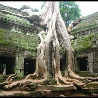 60 - Angkor Wat, Ta Prohm temple, Cambodia, 2005