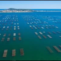 67 - Étang de Thau, Hérault, France, 2020