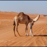 104.1 - Wahiba Sands, Oman, 2013