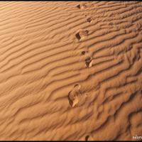 104.6 - Wahiba Sands, Oman, 2013
