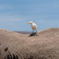 110.2 - Amboseli NP, Kenya, 2019