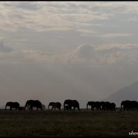 110.3 - Amboseli NP, Kenya, 2019