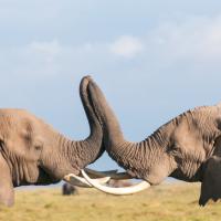 110.4 - Amboseli NP, Kenya, 2019