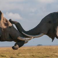 110.5 - Amboseli NP, Kenya, 2019
