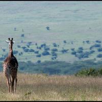 111.42- Nairobi NP, Kenya, 2020