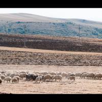 114 - Artsakh (Nagorno-Karabakh), 2016