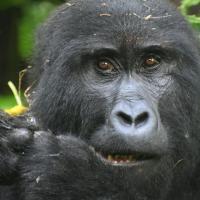147.2 - Bwindi Impenetrable Forest National Park, Uganda, 2021