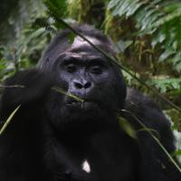 147.3 - Bwindi Impenetrable Forest National Park, Uganda, 2021