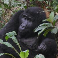 147.4 - Bwindi Impenetrable Forest National Park, Uganda, 2021