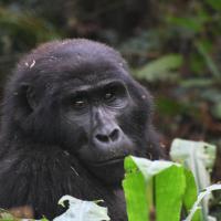 147.5 - Bwindi Impenetrable Forest National Park, Uganda, 2021