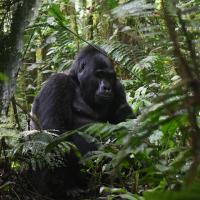147.6 - Bwindi Impenetrable Forest National Park, Uganda, 2021