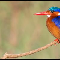 171 - Nairobi NP, Kenya, 2021
