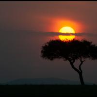 203 - Masai Mara, Kenya, 2019