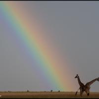 210 - Masai Mara National Reserve, Kenya, 2021
