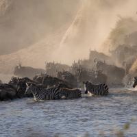 219 - Masai Mara, Kenya, 2021