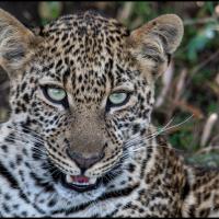 220 - Masai Mara, Kenya, 2021