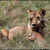 224 - Masai Mara, Kenya, 2021