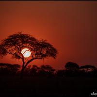 227 - Serengeti, Tanzania, 2021