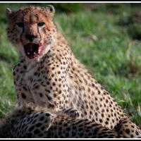 241 - Masai Mara, Kenya, 2021