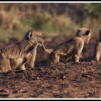 265 - Tsavo West national Park, 2022
