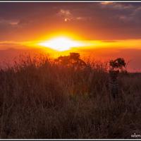 292 - Masai Mara, Kenya, 2022