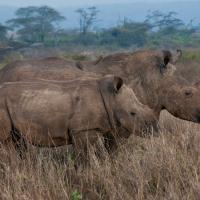 293 - Nairobi NP, Kenya, 2019