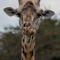 306 - Nairobi NP, Kenya, 2019