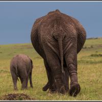 318 - Mara Triangle, Kenya, 2022