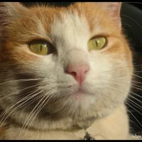 384 - Diva, France, 2005