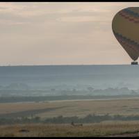 389 -  Maasai Mara NR, Kenya, 2020