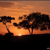 395 - Maasai Mara NR, Kenya, 2020