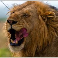 396 - Maasai Mara, Kenya, 2021