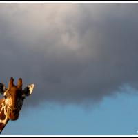 406 - Borana Conservancy, Kenya, 2021