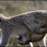 407 - Nairobi NP, Kenya, 2020