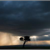 363 -Masai Mara,Kenya, 2023